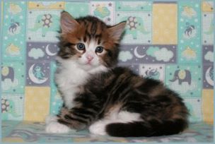 Male Siberian Kitten from Deedlebug Siberians